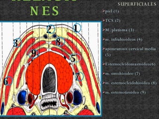 RELACIONES piel (1) TCS (2) M. platisma (3) m. infrahioideos (4) aponeurosis cervical media (5) Esternocleidomastoideo(6) m. omohioideo (7) m. esternocleidohioideo (8) m. esternotiroideo (9) 1 2 SUPERFICIALES 3 5 6 7 8 9
