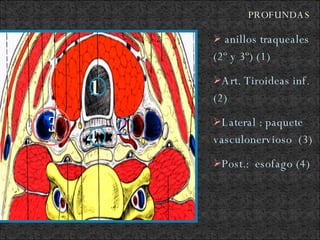 anillos traqueales (2º y 3º) (1) Art. Tiroideas inf. (2) Lateral : paquete vasculonervioso (3) Post.: esofago (4) PROFUNDAS 1 2 3 4