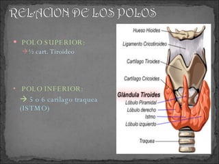 POLO SUPERIOR: ½ cart. Tiroideo POLO INFERIOR: 5 o 6 carilago traquea (ISTMO)