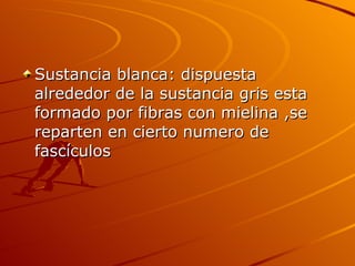 Sustancia blanca: dispuesta alrededor de la sustancia gris esta formado por fibras con mielina ,se reparten en cierto numero de fascículos 