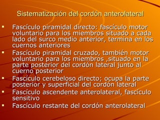 Sistematización del cordón anterolateral Fascículo piramidal directo: fascículo motor voluntario para los miembros situado a cada lado del surco medio anterior, termina en los cuernos anteriores Fascículo piramidal cruzado, también motor voluntario para los miembros ,situado en la parte posterior del cordón lateral junto al cuerno posterior Fascículo cerebeloso directo; ocupa la parte posterior y superficial del cordón lateral Fascículo ascendente anterolateral, fascículo sensitivo  Fascículo restante del cordón anterolateral 