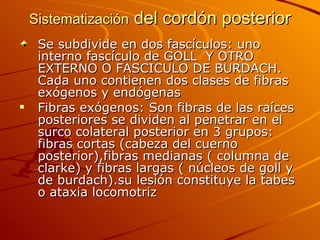 Sistematización  del cordón posterior Se subdivide en dos fascículos: uno interno fascículo de GOLL  Y OTRO EXTERNO O FASCICULO DE BURDACH. Cada uno contienen dos clases de fibras exógenos y endógenas Fibras exógenos: Son fibras de las raíces posteriores se dividen al penetrar en el surco colateral posterior en 3 grupos: fibras cortas (cabeza del cuerno posterior),fibras medianas ( columna de clarke) y fibras largas ( núcleos de goll y de burdach).su lesión constituye la tabes o ataxia locomotriz 