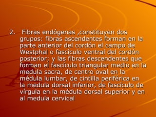 2.  Fibras endógenas ,constituyen dos grupos: fibras ascendentes forman en la parte anterior del cordón el campo de Westphal o fascículo ventral del cordón posterior; y las fibras descendentes que forman el fascículo triangular medio en la medula sacra, de centro oval en la médula lumbar, de cintilla periférica en la medula dorsal inferior, de fascículo de vírgula en la médula dorsal superior y en al medula cervical 