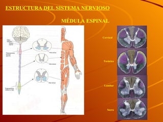 MÉDULA ESPINAL Sacra Lumbar Torácica Cervical ESTRUCTURA DEL SISTEMA NERVIOSO 