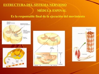 MÉDULA ESPINAL Es la responsable final de la ejecución del movimiento ESTRUCTURA DEL SISTEMA NERVIOSO 