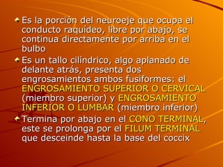 Es la porción del neuroeje que ocupa el conducto raquídeo, libre por abajo, se continua directamente por arriba en el bulbo Es un tallo cilíndrico, algo aplanado de delante atrás, presenta dos engrosamientos ambos fusiformes: el  ENGROSAMIENTO SUPERIOR O CERVICAL  (miembro superior) y  ENGROSAMIENTO INFERIOR O LUMBAR  (miembro inferior) Termina por abajo en el  CONO TERMINAL , este se prolonga por el  FILUM TERMINAL  que desceinde hasta la base del coccix 
