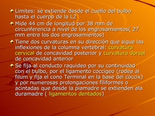 Limites: se extiende desde el cuello del bulbo hasta el cuerpo de la L2 Mide 44 cm de longitud por 38 mm de circunferencia a nivel de los engrosamientos( 27 mm entre los dos engrosamientos) Tiene dos curvaturas en su dirección que sigue las inflexiones de la columna vertebral:  curvatura cervical  de concavidad posterior y  curvatura dorsal  de concavidad anterior Se fija al conducto raquideo por su continuidad con el bulbo, por el ligamento coccigeo (rodea al filum y fija el cono Terminal en la base del cóccix) y por numerosas prolongaciones filiformes o acintadas que desde la piamadre se extienden ala duramadre (  ligamentos dentados ) 