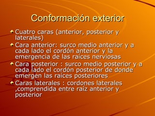 Conformación exterior Cuatro caras (anterior, posterior y laterales) Cara anterior: surco medio anterior y a cada lado el cordón anterior y la emergencia de las raíces nerviosas Cara posterior : surco medio posterior y a cada lado el cordón posterior de donde emergen las raíces posteriores Caras laterales : cordones laterales ,comprendida entre raíz anterior y posterior 