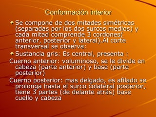 Conformación interior Se compone de dos mitades simétricas (separadas por los dos surcos medios) y cada mitad comprende 3 cordones( anterior, posterior y lateral).Al corte transversal se observa: Sustancia gris: Es central, presenta : Cuerno anterior: voluminoso, se le divide en cabeza (parte anterior) y base (parte posterior) Cuerno posterior: mas delgado, es afilado se prolonga hasta el surco colateral posterior, tiene 3 partes (de delante atrás) base cuello y cabeza 