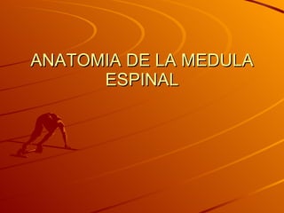 ANATOMIA DE LA MEDULA ESPINAL 