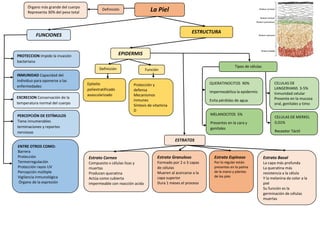 ||
La PielÓrgano más grande del cuerpo
Representa 30% del peso total
Definición
PROTECCION Impide la invasión
bacteriana
Epitelio
poliestratificado
avascularizado
FUNCIONES
ESTRUCTURA
EPIDERMIS
ENTRE OTROS COMO:
Barrera
Protección
Termorregulación
Protección rayos UV
Percepción múltiple
Vigilancia inmunológica
Órgano de la expresión
QUERATINOCITOS 90%
Impermeabiliza la epidermis
Evita pérdidas de agua
PERCEPCIÓN DE ESTÍMULOS
Tiene innumerables
terminaciones y reportes
nerviosas
EXCRECION Conservación de la
temperatura normal del cuerpo
INMUNIDAD Capacidad del
individuo para oponerse a las
enfermedades
CELULAS DE MERKEL
0.01%
Receptor Táctil
Estrato Corneo
Compuesto x células lisas y
muertas
Producen queratina
Actúa como cubierta
impermeable con reacción acida
Tipos de células
Definición Función
Protección y
defensa
Mecanismos
inmunes
Síntesis de vitamina
D
MELANOCITOS 5%
Presentes en la cara y
genitales
CELULAS DE
LANGERHANS 3-5%
Inmunidad celular
Presente en la mucosa
oral, genitales y timo
ESTRATOS
Estrato Granuloso
Formado por 2 o 3 capas
de células
Mueren al acercarse a la
capa superior
Dura 1 meses el proceso
Estrato Espinoso
Por lo regular están
presentes en la palma
de la mano y plantas
de los pies
Estrato Basal
La capa más profunda
La queratina más
resistencia a la célula
Y la melanina da color a la
piel
Su función es la
germinación de células
muertas
 