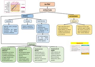 La Piel
ESTRUCTURA
DERMIS
Definición
Segunda parte principal
de la piel
Compuesta por tejido
conectivo con fibras
nerviosas y elásticas
Estratos
Papilar o superficial
Reticular o profundo
Papila dérmica
Pequeña
protuberancia,
transporta oxígeno
y alimentos a la
capa inferior
Las crestas papilares
de los dedos
encargadas de las
huellas digitales
Corpúsculo
s
Corpúsculo de
Meissner
Receptores en forma
de huevo, indican a
encéfalo exactamente
el lugar donde se ha
tocado la piel
Se encuentra en la
punta de los dedos,
pene, clítoris.
Corpúsculo de
Paccini
Se encuentra a gran
profundidad en la
dermis,
proporcionan
información sobre
cómo y dónde nos
movemos. Se halla
en tendones,
articulaciones y
Corpúsculo de
Merkel
Concentrados en la
punta de los dedos y
donde existe mucho
corpúsculo de
Meissner, proporciona
tacto y presión.
Corpúsculo de
Ruffini
Están cubiertos de
tejido conectivo y
contienen redes de
fibras nerviosas,
detecta frío, calor y
presión
HIPODERMIS
Definición
Capa subcutánea de la
piel constituida por
tejido adiposo, sus fibras
colágenas y elásticas se
conectan directamente
con la dermis
El grosor de esta capa
aumenta según la región
del cuerpo y nutrición, el
pene y los párpados no
tiene células adiposas
 
