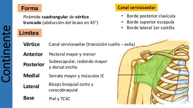 Anatomia de-la-region-axilar 586c324e44412