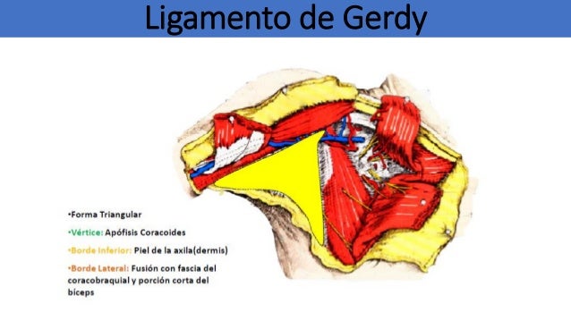 Anatomia de-la-region-axilar 586c324e44412