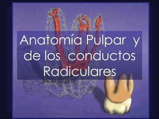 Anatomía Pulpar  y de los  conductos Radiculares 