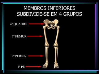 MEMBROS INFERIORES
   SUBDIVIDE-SE EM 4 GRUPOS
4º QUADRIL


3º FÊMUR




2º PERNA


    1º PÉ
 