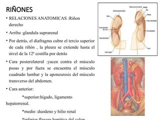 Anatomia-del-Aparato-Genitourinario.pptx