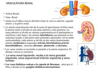 Anatomia-del-Aparato-Genitourinario.pptx