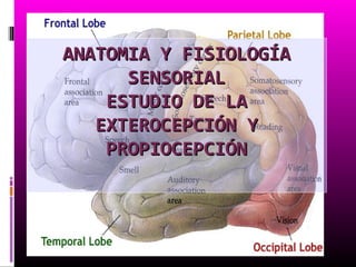 ANATOMIA Y FISIOLOGÍA
      SENSORIAL
    ESTUDIO DE LA
   EXTEROCEPCIÓN Y
    PROPIOCEPCIÓN
 