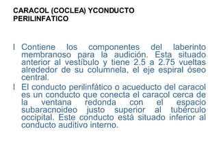 CARACOL (COCLEA) YCONDUCTO PERILINFATICO   Contiene los componentes del laberinto membranoso para la audición. Esta situado anterior al vestíbulo y tiene 2.5 a 2.75 vueltas alrededor de su columnela, el eje espiral óseo central. El conducto perilinfático o acueducto del caracol es un conducto que conecta el caracol cerca de la ventana redonda con el espacio subaracnoideo justo superior al tubérculo occipital. Este conducto está situado inferior al conducto auditivo interno. 