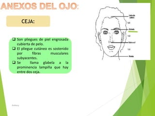 Anatomia-del-ojo, en adultos y niños .pdf