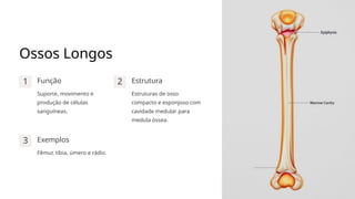 Anatomia e Fisiologia dos Ossos Humanos- | PPTX