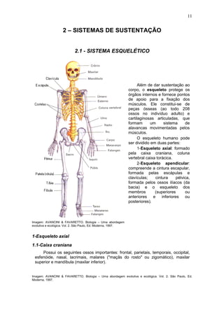 11
2 – SISTEMAS DE SUSTENTAÇÃO
2.1 - SISTEMA ESQUELÉTICO
Imagem: AVANCINI & FAVARETTO. Biologia – Uma abordagem
evolutiva e ecológica. Vol. 2. São Paulo, Ed. Moderna, 1997.
Além de dar sustentação ao
corpo, o esqueleto protege os
órgãos internos e fornece pontos
de apoio para a fixação dos
músculos. Ele constitui-se de
peças ósseas (ao todo 208
ossos no indivíduo adulto) e
cartilaginosas articuladas, que
formam um sistema de
alavancas movimentadas pelos
músculos.
O esqueleto humano pode
ser dividido em duas partes:
1-Esqueleto axial: formado
pela caixa craniana, coluna
vertebral caixa torácica.
2-Esqueleto apendicular:
compreende a cintura escapular,
formada pelas escápulas e
clavículas; cintura pélvica,
formada pelos ossos ilíacos (da
bacia) e o esqueleto dos
membros (superiores ou
anteriores e inferiores ou
posteriores).
1-Esqueleto axial
1.1-Caixa craniana
Possui os seguintes ossos importantes: frontal, parietais, temporais, occipital,
esfenóide, nasal, lacrimais, malares ("maçãs do rosto" ou zigomático), maxilar
superior e mandíbula (maxilar inferior).
Imagem: AVANCINI & FAVARETTO. Biologia – Uma abordagem evolutiva e ecológica. Vol. 2. São Paulo, Ed.
Moderna, 1997.
 