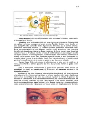 103
- humor aquoso: fluido aquoso que se situa entre a córnea e o cristalino, preenchendo
a câmara anterior do olho.
- cristalino: lente biconvexa coberta por uma membrana transparente. Situa-se atrás
da pupila e e orienta a passagem da luz até a retina. Também divide o interior do olho em
dois compartimentos contendo fluidos ligeiramente diferentes: (1) a câmara anterior,
preenchida pelo humor aquoso e (2) a câmara posterior, preenchida pelo humor vítreo.
Pode ficar mais delgado ou mais espesso, porque é preso ao músculo ciliar, que pode
torna-lo mais delgado ou mais curvo. Essas mudanças de forma ocorrem para desviar os
raios luminosos na direção da mancha amarela. O cristalino fica mais espesso para a visão
de objetos próximos e, mais delgado para a visão de objetos mais distantes, permitindo que
nossos olhos ajustem o foco para diferentes distâncias visuais. A essa propriedade do
cristalino dá-se o nome de acomodação visual. Com o envelhecimento, o cristalino pode
perder a transparência normal, tornando-se opaco, ao que chamamos catarata.
- humor vítreo: fluido mais viscoso e gelatinoso que se situa entre o cristalino e a
retina, preenchendo a câmara posterior do olho. Sua pressão mantém o globo ocular
esférico.
Como já mencionado anteriormente, o globo ocular apresenta, ainda, anexos: as
pálpebras, os cílios, as sobrancelhas ou supercílios, as glândulas lacrimais e os
músculos oculares.
As pálpebras são duas dobras de pele revestidas internamente por uma membrana
chamada conjuntiva. Servem para proteger os olhos e espalhar sobre eles o líquido que
conhecemos como lágrima. Os cílios ou pestanas impedem a entrada de poeira e de
excesso de luz nos olhos, e as sobrancelhas impedem que o suor da testa entre neles. As
glândulas lacrimais produzem lágrimas continuamente. Esse líquido, espalhado pelos
movimentos das pálpebras, lava e lubrifica o olho. Quando choramos, o excesso de líquido
desce pelo canal lacrimal e é despejado nas fossas nasais, em direção ao exterior do nariz.
 