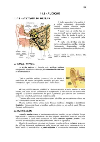 104
11.2 - AUDIÇÃO
11.2.1 - ANATOMIA DA ORELHA
O órgão responsável pela audição é
a orelha (antigamente denominado
ouvido), também chamada órgão
vestíbulo-coclear ou estato-acústico.
A maior parte da orelha fica no
osso temporal, que se localiza na caixa
craniana. Além da função de ouvir, o
ouvido também é responsável pelo
equilíbrio.
A orelha está dividida em três
partes: orelhas externa, média e interna
(antigamente denominadas ouvido
externo, ouvido médio e ouvido interno).
Imagem: CÉSAR & CEZAR. Biologia. São
Paulo, Ed Saraiva, 2002
a) ORELHA EXTERNA
A orelha externa é formada pelo pavilhão auditivo
(antigamente denominado orelha) e pelo canal auditivo externo
ou meato auditivo.
Todo o pavilhão auditivo (exceto o lobo ou lóbulo) é
constituído por tecido cartilaginoso recoberto por pele, tendo
como função captar e canalizar os sons para a orelha média.
O canal auditivo externo estabelece a comunicação entre a orelha média e o meio
externo, tem cerca de três centímetros de comprimento e está escavado em nosso osso
temporal. É revestido internamente por pêlos e glândulas, que fabricam uma substância
gordurosa e amarelada, denominada cerume ou cera.
Tanto os pêlos como o cerume retêm poeira e micróbios que normalmente existem no
ar e eventualmente entram nos ouvidos.
O canal auditivo externo termina numa delicada membrana - tímpano ou membrana
timpânica - firmemente fixada ao conduto auditivo externo por um anel de tecido fibroso,
chamado anel timpânico.
b) ORELHA MÉDIA
A orelha média começa na membrana timpânica e consiste, em sua totalidade, de um
espaço aéreo – a cavidade timpânica – no osso temporal. Dentro dela estão três ossículos
articulados entre si, cujos nomes descrevem sua forma: martelo, bigorna e estribo. Esses
ossículos encontram-se suspensos na orelha média, através de ligamentos.
O cabo do martelo está encostado no tímpano; o estribo apóia-se na janela oval, um
dos orifícios dotados de membrana da orelha interna que estabelecem comunicação com a
orelha média. O outro orifício é a janela redonda. A orelha média comunica-se também
 