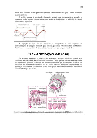 106
ainda mais distante, e esse processo repete-se continuamente até que a onda finalmente
alcança a orelha.
A orelha humana é um órgão altamente sensível que nos capacita a perceber e
interpretar ondas sonoras em uma gama muito ampla de freqüências (16 a 20.000 Hz - Hertz
ou ondas por segundo).
A captação do som até sua percepção e interpretação é uma seqüência de
transformações de energia, iniciando pela sonora, passando pela mecânica, hidráulica e
finalizando com a energia elétrica dos impulsos nervosos que chegam ao cérebro.
11.3 – A GUSTAÇÃO (PALADAR)
Os sentidos gustativo e olfativo são chamados sentidos químicos, porque seus
receptores são excitados por estimulantes químicos. Os receptores gustativos são excitados
por substâncias químicas existentes nos alimentos, enquanto que os receptores olfativos são
excitados por substâncias químicas do ar. Esses sentidos trabalham conjuntamente na
percepção dos sabores. O centro do olfato e do gosto no cérebro combina a informação
sensorial da língua e do nariz.
Imagem: www.msd.es/publicaciones/mmerck_hogar/seccion_06/seccion_06_072.html, com adaptações
 