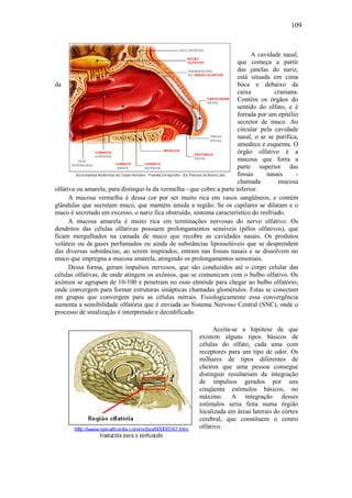 109
A cavidade nasal,
que começa a partir
das janelas do nariz,
está situada em cima
da boca e debaixo da
caixa craniana.
Contém os órgãos do
sentido do olfato, e é
forrada por um epitélio
secretor de muco. Ao
circular pela cavidade
nasal, o ar se purifica,
umedece e esquenta. O
órgão olfativo é a
mucosa que forra a
parte superior das
fossas nasais -
chamada mucosa
olfativa ou amarela, para distingui-la da vermelha - que cobre a parte inferior.
A mucosa vermelha é dessa cor por ser muito rica em vasos sangüíneos, e contém
glândulas que secretam muco, que mantém úmida a região. Se os capilares se dilatam e o
muco é secretado em excesso, o nariz fica obstruído, sintoma característico do resfriado.
A mucosa amarela é muito rica em terminações nervosas do nervo olfativo. Os
dendritos das células olfativas possuem prolongamentos sensíveis (pêlos olfativos), que
ficam mergulhados na camada de muco que recobre as cavidades nasais. Os produtos
voláteis ou de gases perfumados ou ainda de substâncias lipossolúveis que se desprendem
das diversas substâncias, ao serem inspirados, entram nas fossas nasais e se dissolvem no
muco que impregna a mucosa amarela, atingindo os prolongamentos sensoriais.
Dessa forma, geram impulsos nervosos, que são conduzidos até o corpo celular das
células olfativas, de onde atingem os axônios, que se comunicam com o bulbo olfativo. Os
axônios se agrupam de 10-100 e penetram no osso etmóide para chegar ao bulbo olfatório,
onde convergem para formar estruturas sinápticas chamadas glomérulos. Estas se conectam
em grupos que convergem para as células mitrais. Fisiologicamente essa convergência
aumenta a sensibilidade olfatória que é enviada ao Sistema Nervoso Central (SNC), onde o
processo de sinalização é interpretado e decodificado.
Aceita-se a hipótese de que
existem alguns tipos básicos de
células do olfato, cada uma com
receptores para um tipo de odor. Os
milhares de tipos diferentes de
cheiros que uma pessoa consegue
distinguir resultariam da integração
de impulsos gerados por uns
cinqüenta estímulos básicos, no
máximo. A integração desses
estímulos seria feita numa região
localizada em áreas laterais do córtex
cerebral, que constituem o centro
olfativo.
 