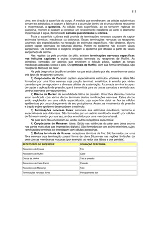 111
cima, em direção à superfície do corpo. À medida que envelhecem, as células epidérmicas
tornam-se achatadas, e passam a fabricar e a acumular dentro de si uma proteína resistente
e impermeável, a queratina. As células mais superficiais, ao se tornarem repletas de
queratina, morrem e passam a constituir um revestimento resistente ao atrito e altamente
impermeável à água, denominado camada queratinizada ou córnea.
Toda a superfície cutânea está provida de terminações nervosas capazes de captar
estímulos térmicos, mecânicos ou dolorosos. Essas terminações nervosas ou receptores
cutâneos são especializados na recepção de estímulos específicos. Não obstante, alguns
podem captar estímulos de natureza distinta. Porém na epiderme não existem vasos
sangüíneos. Os nutrientes e oxigênio chegam à epiderme por difusão a partir de vasos
sangüíneos da derme.
Nas regiões da pele providas de pêlo, existem terminações nervosas específicas
nos folículos capilares e outras chamadas terminais ou receptores de Ruffini. As
primeiras, formadas por axônios que envolvem o folículo piloso, captam as forças
mecânicas aplicadas contra o pêlo. Os terminais de Ruffini, com sua forma ramificada, são
receptores térmicos de calor.
Na pele desprovida de pêlo e também na que está coberta por ele, encontram-se ainda
três tipos de receptores comuns:
1) Corpúsculos de Paccini: captam especialmente estímulos vibráteis e táteis.São
formados por uma fibra nervosa cuja porção terminal, amielínica, é envolta por várias
camadas que correspondem a diversas células de sustentação. A camada terminal é capaz
de captar a aplicação de pressão, que é transmitida para as outras camadas e enviada aos
centros nervosos correspondentes.
2) Discos de Merkel: de sensibilidade tátil e de pressão. Uma fibra aferente costuma
estar ramificada com vários discos terminais destas ramificações nervosas. Estes discos
estão englobados em uma célula especializada, cuja superfície distal se fixa às células
epidérmicas por um prolongamento de seu protoplasma. Assim, os movimentos de pressão
e tração sobre epiderme desencadeam o estímulo.
3) Terminações nervosas livres: sensíveis aos estímulos mecânicos, térmicos e
especialmente aos dolorosos. São formadas por um axônio ramificado envolto por células
de Schwann sendo, por sua vez, ambos envolvidos por uma membrana basal.
Na pele sem pêlo encontram-se, ainda, outros receptores específicos:
4) Corpúsculos de Meissner: táteis. Estão nas saliências da pele sem pêlos (como
nas partes mais altas das impressões digitais). São formados por um axônio mielínico, cujas
ramificações terminais se entrelaçam com células acessórias.
5) Bulbos terminais de Krause: receptores térmicos de frio. São formados por uma
fibra nervosa cuja terminação possui forma de clava.Situam-se nas regiões limítrofes da
pele com as membranas mucosas (por exemplo: ao redor dos lábios e dos genitais).
RECEPTORES DE SUPERFÍCIE SENSAÇÃO PERCEBIDA
Receptores de Krause Frio
Receptores de Ruffini Calor
Discos de Merkel Tato e pressão
Receptores de Vater-Pacini Pressão
Receptores de Meissner Tato
Terminações nervosas livres Principalmente dor
 