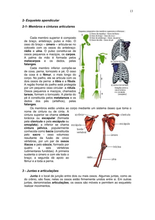 13
2- Esqueleto apendicular
2-1- Membros e cinturas articulares
Cada membro superior é composto
de braço, antebraço, pulso e mão. O
osso do braço – úmero – articula-se no
cotovelo com os ossos do antebraço:
rádio e ulna. O pulso constitui-se de
ossos pequenos e maciços, os carpos.
A palma da mão é formada pelos
metacarpos e os dedos, pelas
falanges.
Cada membro inferior compõe-se
de coxa, perna, tornozelo e pé. O osso
da coxa é o fêmur, o mais longo do
corpo. No joelho, ele se articula com os
dois ossos da perna: a tíbia e a fíbula.
A região frontal do joelho está protegida
por um pequeno osso circular: a rótula.
Ossos pequenos e maciços, chamados
tarsos, formam o tornozelo. A planta do
pé é constituída pelos metatarsos e os
dedos dos pés (artelhos), pelas
falanges.
Os membros estão unidos ao corpo mediante um sistema ósseo que toma o
nome de cintura ou de cinta. A
cintura superior se chama cintura
torácica ou escapular (formada
pela clavícula e pela escápula ou
omoplata); a inferior se chama
cintura pélvica, popularmente
conhecida como bacia (constituída
pelo sacro - osso volumoso
resultante da fusão de cinco
vértebras, por um par de ossos
ilíacos e pelo cóccix, formado por
quatro a seis vértebras
rudimentares fundidas). A primeira
sustenta o úmero e com ele todo o
braço; a segunda dá apoio ao
fêmur e a toda a perna.
3 - Juntas e articulações
Junta é o local de junção entre dois ou mais ossos. Algumas juntas, como as
do crânio, são fixas; nelas os ossos estão firmemente unidos entre si. Em outras
juntas, denominadas articulações, os ossos são móveis e permitem ao esqueleto
realizar movimentos.
 