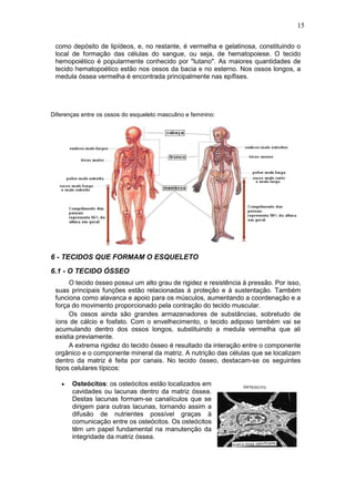 15
como depósito de lipídeos, e, no restante, é vermelha e gelatinosa, constituindo o
local de formação das células do sangue, ou seja, de hematopoiese. O tecido
hemopoiético é popularmente conhecido por "tutano". As maiores quantidades de
tecido hematopoético estão nos ossos da bacia e no esterno. Nos ossos longos, a
medula óssea vermelha é encontrada principalmente nas epífises.
Diferenças entre os ossos do esqueleto masculino e feminino:
6 - TECIDOS QUE FORMAM O ESQUELETO
6.1 - O TECIDO ÓSSEO
O tecido ósseo possui um alto grau de rigidez e resistência à pressão. Por isso,
suas principais funções estão relacionadas à proteção e à sustentação. Também
funciona como alavanca e apoio para os músculos, aumentando a coordenação e a
força do movimento proporcionado pela contração do tecido muscular.
Os ossos ainda são grandes armazenadores de substâncias, sobretudo de
íons de cálcio e fosfato. Com o envelhecimento, o tecido adiposo também vai se
acumulando dentro dos ossos longos, substituindo a medula vermelha que ali
existia previamente.
A extrema rigidez do tecido ósseo é resultado da interação entre o componente
orgânico e o componente mineral da matriz. A nutrição das células que se localizam
dentro da matriz é feita por canais. No tecido ósseo, destacam-se os seguintes
tipos celulares típicos:
• Osteócitos: os osteócitos estão localizados em
cavidades ou lacunas dentro da matriz óssea.
Destas lacunas formam-se canalículos que se
dirigem para outras lacunas, tornando assim a
difusão de nutrientes possível graças à
comunicação entre os osteócitos. Os osteócitos
têm um papel fundamental na manutenção da
integridade da matriz óssea.
 
