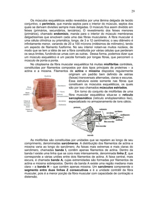 29
Os músculos esqueléticos estão revestidos por uma lâmina delgada de tecido
conjuntivo, o perimísio, que manda septos para o interior do músculo, septos dos
quais se derivam divisões sempre mais delgadas. O músculo fica assim dividido em
feixes (primários, secundários, terciários). O revestimento dos feixes menores
(primários), chamado endomísio, manda para o interior do músculo membranas
delgadíssimas que envolvem cada uma das fibras musculares. A fibra muscular é
uma célula cilíndrica ou prismática, longa, de 3 a 12 centímetros; o seu diâmetro é
infinitamente menor, variando de 20 a 100 mícrons (milésimos de milímetro), tendo
um aspecto de filamento fusiforme. No seu interior notam-se muitos núcleos, de
modo que se tem a idéia de ser a fibra constituída por várias células que perderam
os seus limites, fundindo-se umas com as outras. Dessa forma, podemos dizer que
um músculo esquelético é um pacote formado por longas fibras, que percorrem o
músculo de ponta a ponta.
No citoplasma da fibra muscular esquelética há muitas miofibrilas contráteis,
constituídas por filamentos compostos por dois tipos principais de proteínas – a
actina e a miosina. Filamentos de actina e miosina dispostos regularmente
originam um padrão bem definido de estrias
(faixas) transversais alternadas, claras e escuras.
Essa estrutura existe somente nas fibras que
constituem os músculos esqueléticos, os quais
são por isso chamados músculos estriados.
Em torno do conjunto de miofibrilas de uma
fibra muscular esquelética situa-se o retículo
sarcoplasmático (retículo endoplasmático liso),
especializado no armazenamento de íons cálcio.
As miofibrilas são constituídas por unidades que se repetem ao longo de seu
comprimento, denominadas sarcômeros. A distribuição dos filamentos de actina e
miosina varia ao longo do sarcômero. As faixas mais extremas e mais claras do
sarcômero, chamadas banda I, contêm apenas filamentos de actina. Dentro da
banda I existe uma linha que se cora mais intensamente, denominada linha Z, que
corresponde a várias uniões entre dois filamentos de actina. A faixa central, mais
escura, é chamada banda A, cujas extremidades são formadas por filamentos de
actina e miosina sobrepostos. Dentro da banda A existe uma região mediana mais
clara – a banda H – que contém apenas miosina. Um sarcômero compreende o
segmento entre duas linhas Z consecutivas e é a unidade contrátil da fibra
muscular, pois é a menor porção da fibra muscular com capacidade de contração e
distensão.
 