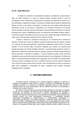 36
2.3.10 - Ação Muscular
A analise do movimento é extremamente complexa, normalmente a ação envolve a
ação de vários músculos e a ação em conjunto desses músculos damos o nome de
coordenação motora. Estudamos os grupamentos musculares normalmente de acordo com a
sua distribuição e respectivas funções: os músculos da região Ântero-medial do antebraço são
flexores da mão ou dos dedos e pronadores, ao passo que os da região póstero-lateral são
extensores da mão ou dos dedos e supinadores. No movimento voluntário há um grande
numero de ações musculares que são automáticas e semi-automáticas. Exemplo: os músculos
acionados para manter a estabilidade quando nos abaixamos para pegarmos algum objeto, o
movimento principal e dos dedos da mão só que para que o objeto seja pego é necessário que
vários outros músculos sejam solicitados a fim de realizar a função.
Quando o músculo é o principal na execução de um movimento ele é chamado de
agonista e quando ele se opõe ao trabalho muscular de agonista (seja para regular a rapidez
ou a potencia de ação deste agonista) é chamado de antagonista, porém quando o músculo
trabalha a fim de eliminar algum movimento indesejado que poderia ser produzido pelo
agonista ele passa a se chamar sinergista. Exemplo: o músculo braquial quando se contrai é o
agente ativo na flexão do antebraço sendo um agonista. Quando o músculo tríceps braquial se
contrai para fazer a extensão do antebraço, o músculo braquial se opõe a este movimento
retardando-o para que ele não execute bruscamente atuando como antagonista. Na flexão dos
dedos, os músculos flexores dos dedos são os agonistas, como os tendões de inserção destes
músculos cruzam a articulação do punho, a tendência natural é provocar também a flexão da
mão, tal fato não ocorre porque outros músculos, como os extensores do carpo, se contraem e
desta forma estabilizam a articulação do punho, impedindo assim aquele movimento
indesejado sendo o sinergista.
3 - SISTEMA NERVOSO
O sistema nervoso, juntamente com o sistema endócrino, capacitam o organismo a
perceber as variações do meio (interno e externo), a difundir as modificações que essas
variações produzem e a executar as respostas adequadas para que seja mantido o
equilíbrio interno do corpo (homeostase). São os sistemas envolvidos na coordenação e
regulação das funções corporais.
No sistema nervoso diferenciam-se duas linhagens celulares: os neurônios e as células
da glia (ou da neuróglia). Os neurônios são as células responsáveis pela recepção e
transmissão dos estímulos do meio (interno e externo), possibilitando ao organismo a
execução de respostas adequadas para a manutenção da homeostase. Para exercerem tais
funções, contam com duas propriedades fundamentais: a irritabilidade (também
denominada excitabilidade ou responsividade) e a condutibilidade. Irritabilidade é a
capacidade que permite a uma célula responder a estímulos, sejam eles internos ou
externos. Portanto, irritabilidade não é uma resposta, mas a propriedade que torna a célula
apta a responder. Essa propriedade é inerente aos vários tipos celulares do organismo. No
entanto, as respostas emitidas pelos tipos celulares distintos também diferem umas das
 