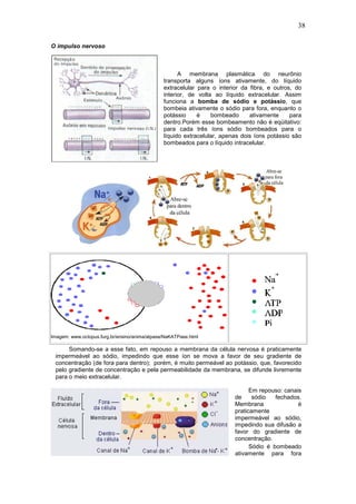 38
O impulso nervoso
A membrana plasmática do neurônio
transporta alguns íons ativamente, do líquido
extracelular para o interior da fibra, e outros, do
interior, de volta ao líquido extracelular. Assim
funciona a bomba de sódio e potássio, que
bombeia ativamente o sódio para fora, enquanto o
potássio é bombeado ativamente para
dentro.Porém esse bombeamento não é eqüitativo:
para cada três íons sódio bombeados para o
líquido extracelular, apenas dois íons potássio são
bombeados para o líquido intracelular.
Imagem: www.octopus.furg.br/ensino/anima/atpase/NaKATPase.html
Somando-se a esse fato, em repouso a membrana da célula nervosa é praticamente
impermeável ao sódio, impedindo que esse íon se mova a favor de seu gradiente de
concentração (de fora para dentro); porém, é muito permeável ao potássio, que, favorecido
pelo gradiente de concentração e pela permeabilidade da membrana, se difunde livremente
para o meio extracelular.
Em repouso: canais
de sódio fechados.
Membrana é
praticamente
impermeável ao sódio,
impedindo sua difusão a
favor do gradiente de
concentração.
Sódio é bombeado
ativamente para fora
 