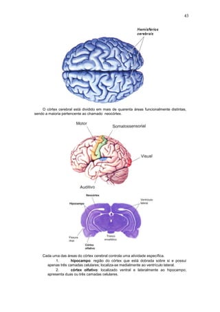 43
O córtex cerebral está dividido em mais de quarenta áreas funcionalmente distintas,
sendo a maioria pertencente ao chamado neocórtex.
Cada uma das áreas do córtex cerebral controla uma atividade específica.
1. hipocampo: região do córtex que está dobrada sobre si e possui
apenas três camadas celulares; localiza-se medialmente ao ventrículo lateral.
2. córtex olfativo: localizado ventral e lateralmente ao hipocampo;
apresenta duas ou três camadas celulares.
 
