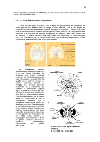 46
Imagem: BEAR, M.F., CONNORS, B.W. & PARADISO, M.A. Neurociências – Desvendando o Sistema Nervoso. Porto
Alegre 2ª ed, Artmed Editora, 2002.
3.1.1.2 - O DIENCÉFALO (tálamo e hipotálamo)
Todas as mensagens sensoriais, com exceção das provenientes dos receptores do
olfato, passam pelo tálamo antes de atingir o córtex cerebral. Esta é uma região de
substância cinzenta localizada entre o tronco encefálico e o cérebro. O tálamo atua como
estação retransmissora de impulsos nervosos para o córtex cerebral. Ele é responsável pela
condução dos impulsos às regiões apropriadas do cérebro onde eles devem ser
processados. O tálamo também está relacionado com alterações no comportamento
emocional; que decorre, não só da própria atividade, mas também de conexões com outras
estruturas do sistema límbico (que regula as emoções).
O hipotálamo, também
constituído por substância cinzenta, é
o principal centro integrador das
atividades dos órgãos viscerais,
sendo um dos principais responsáveis
pela homeostase corporal. Ele faz
ligação entre o sistema nervoso e o
sistema endócrino, atuando na
ativação de diversas glândulas
endócrinas. É o hipotálamo que
controla a temperatura corporal,
regula o apetite e o balanço de água
no corpo, o sono e está envolvido na
emoção e no comportamento sexual.
Tem amplas conexões com as demais
áreas do prosencéfalo e com o
mesencéfalo. Aceita-se que o
hipotálamo desempenha, ainda, um
papel nas emoções. Especificamente,
as partes laterais parecem envolvidas
com o prazer e a raiva, enquanto que
a porção mediana parece mais ligada
à aversão, ao desprazer e à tendência
ao riso (gargalhada) incontrolável. De
um modo geral, contudo, a
participação do hipotálamo é menor
na gênese (“criação”) do que na
expressão (manifestações
sintomáticas) dos estados
emocionais.
 