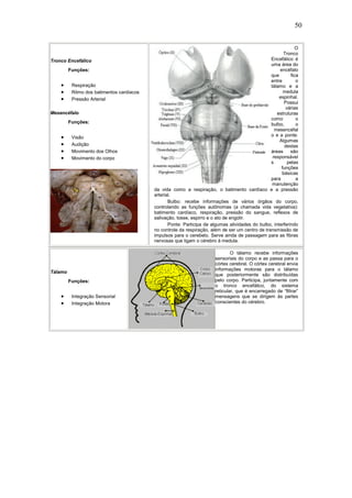 50
Tronco Encefálico
Funções:
• Respiração
• Ritmo dos batimentos cardíacos
• Pressão Arterial
Mesencéfalo
Funções:
• Visão
• Audição
• Movimento dos Olhos
• Movimento do corpo
O
Tronco
Encefálico é
uma área do
encéfalo
que fica
entre o
tálamo e a
medula
espinhal.
Possui
várias
estruturas
como o
bulbo, o
mesencéfal
o e a ponte.
Algumas
destas
áreas são
responsávei
s pelas
funções
básicas
para a
manutenção
da vida como a respiração, o batimento cardíaco e a pressão
arterial.
Bulbo: recebe informações de vários órgãos do corpo,
controlando as funções autônomas (a chamada vida vegetativa):
batimento cardíaco, respiração, pressão do sangue, reflexos de
salivação, tosse, espirro e o ato de engolir.
Ponte: Participa de algumas atividades do bulbo, interferindo
no controle da respiração, além de ser um centro de transmissão de
impulsos para o cerebelo. Serve ainda de passagem para as fibras
nervosas que ligam o cérebro à medula.
Tálamo
Funções:
• Integração Sensorial
• Integração Motora
O tálamo recebe informações
sensoriais do corpo e as passa para o
córtex cerebral. O córtex cerebral envia
informações motoras para o tálamo
que posteriormente são distribuídas
pelo corpo. Participa, juntamente com
o tronco encefálico, do sistema
reticular, que é encarregado de “filtrar”
mensagens que se dirigem às partes
conscientes do cérebro.
 