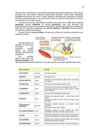 53
fibra nervosa é envolvida por uma camada conjuntiva denominada endoneuro. Cada feixe é
envolvido por uma bainha conjuntiva denominada perineuro. Vários feixes agrupados
paralelamente formam um nervo. O nervo também é envolvido por uma bainha de tecido
conjuntivo chamada epineuro. Em nosso corpo existe um número muito grande de nervos.
Seu conjunto forma a rede nervosa.
Os nervos que levam informações da periferia do corpo para o SNC são os nervos
sensoriais (nervos aferentes ou nervos sensitivos), que são formados por
prolongamentos de neurônios sensoriais (centrípetos). Aqueles que transmitem impulsos do
SNC para os músculos ou glândulas são nervos motores ou eferentes, feixe de axônios
de neurônios motores (centrífugos).
Existem ainda os nervos mistos, formados por axônios de neurônios sensoriais e por
neurônios motores.
Quando partem do
encéfalo, os nervos são
chamados de
cranianos; quando
partem da medula
espinhal denominam-se
raquidianos.
Do encéfalo
partem doze pares de
nervos cranianos. Três
deles são exclusivamente sensoriais, cinco são motores e os quatro restantes são mistos.
Nervo craniano Função
I-OLFATÓRIO sensitiva Percepção do olfato.
II-ÓPTICO sensitiva Percepção visual.
III-OCULOMOTOR motora
Controle da movimentação do globo ocular, da pupila e
do cristalino.
IV-TROCLEAR motora Controle da movimentação do globo ocular.
V-TRIGÊMEO mista
Controle dos movimentos da mastigação (ramo motor);
Percepções sensoriais da face, seios da face e dentes
(ramo sensorial).
VI-ABDUCENTE motora Controle da movimentação do globo ocular.
VII-FACIAL mista
Controle dos músculos faciais – mímica facial (ramo
motor);
Percepção gustativa no terço anterior da língua (ramo
sensorial).
VIII-VESTÍBULO-
COCLEAR
sensitiva
Percepção postural originária do labirinto (ramo
vestibular);
Percepção auditiva (ramo coclear).
IX-GLOSSOFARÍNGEO mista
Percepção gustativa no terço posterior da língua,
percepções sensoriais da faringe, laringe e palato.
X-VAGO mista
Percepções sensoriais da orelha, faringe, laringe, tórax e
vísceras. Inervação das vísceras torácicas e abdominais.
XI-ACESSÓRIO motora
Controle motor da faringe, laringe, palato, dos músculos
esternoclidomastóideo e trapézio.
XII-HIPOGLOSSO motora Controle dos músculos da faringe, da laringe e da língua.
 