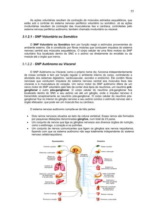 55
As ações voluntárias resultam da contração de músculos estriados esqueléticos, que
estão sob o controle do sistema nervoso periférico voluntário ou somático. Já as ações
involuntárias resultam da contração das musculaturas lisa e cardíaca, controladas pelo
sistema nervoso periférico autônomo, também chamado involuntário ou visceral.
3.1.2.1 - SNP Voluntário ou Somático
O SNP Voluntário ou Somático tem por função reagir a estímulos provenientes do
ambiente externo. Ele é constituído por fibras motoras que conduzem impulsos do sistema
nervoso central aos músculos esqueléticos. O corpo celular de uma fibra motora do SNP
voluntário fica localizado dentro do SNC e o axônio vai diretamente do encéfalo ou da
medula até o órgão que inerva.
3.1.2.2 - SNP Autônomo ou Visceral
O SNP Autônomo ou Visceral, como o próprio nome diz, funciona independentemente
de nossa vontade e tem por função regular o ambiente interno do corpo, controlando a
atividade dos sistemas digestório, cardiovascular, excretor e endócrino. Ele contém fibras
nervosas que conduzem impulsos do sistema nervoso central aos músculos lisos das
vísceras e à musculatura do coração. Um nervo motor do SNP autônomo difere de um
nervo motor do SNP voluntário pelo fato de conter dois tipos de neurônios, um neurônio pré-
ganglionar e outro pós-ganglionar. O corpo celular do neurônio pré-ganglionar fica
localizado dentro do SNC e seu axônio vai até um gânglio, onde o impulso nervoso é
transmitido sinapticamente ao neurônio pós-ganglionar. O corpo celular do neurônio pós-
ganglionar fica no interior do gânglio nervoso e seu axônio conduz o estímulo nervoso até o
órgão efetuador, que pode ser um músculo liso ou cardíaco.
O sistema nervoso autônomo compõe-se de três partes:
• Dois ramos nervosos situados ao lado da coluna vertebral. Esses ramos são formados
por pequenas dilatações denominadas gânglios, num total de 23 pares.
• Um conjunto de nervos que liga os gânglios nervosos aos diversos órgãos de nutrição,
como o estômago, o coração e os pulmões.
• Um conjunto de nervos comunicantes que ligam os gânglios aos nervos raquidianos,
fazendo com que os sistema autônomo não seja totalmente independente do sistema
nervoso cefalorraquidiano.
 