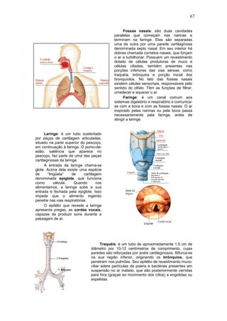 67
Fossas nasais: são duas cavidades
paralelas que começam nas narinas e
terminam na faringe. Elas são separadas
uma da outra por uma parede cartilaginosa
denominada septo nasal. Em seu interior há
dobras chamada cornetos nasais, que forçam
o ar a turbilhonar. Possuem um revestimento
dotado de células produtoras de muco e
células ciliadas, também presentes nas
porções inferiores das vias aéreas, como
traquéia, brônquios e porção inicial dos
bronquíolos. No teto das fossas nasais
existem células sensoriais, responsáveis pelo
sentido do olfato. Têm as funções de filtrar,
umedecer e aquecer o ar.
Faringe: é um canal comum aos
sistemas digestório e respiratório e comunica-
se com a boca e com as fossas nasais. O ar
inspirado pelas narinas ou pela boca passa
necessariamente pela faringe, antes de
atingir a laringe.
Laringe: é um tubo sustentado
por peças de cartilagem articuladas,
situado na parte superior do pescoço,
em continuação à faringe. O pomo-de-
adão, saliência que aparece no
pescoço, faz parte de uma das peças
cartilaginosas da laringe.
A entrada da laringe chama-se
glote. Acima dela existe uma espécie
de “lingüeta” de cartilagem
denominada epiglote, que funciona
como válvula. Quando nos
alimentamos, a laringe sobe e sua
entrada é fechada pela epiglote. Isso
impede que o alimento ingerido
penetre nas vias respiratórias.
O epitélio que reveste a laringe
apresenta pregas, as cordas vocais,
capazes de produzir sons durante a
passagem de ar.
Traquéia: é um tubo de aproximadamente 1,5 cm de
diâmetro por 10-12 centímetros de comprimento, cujas
paredes são reforçadas por anéis cartilaginosos. Bifurca-se
na sua região inferior, originando os brônquios, que
penetram nos pulmões. Seu epitélio de revestimento muco-
ciliar adere partículas de poeira e bactérias presentes em
suspensão no ar inalado, que são posteriormente varridas
para fora (graças ao movimento dos cílios) e engolidas ou
expelidas.
 