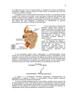 76
m) e íleo (cerca de 1,5 cm). A porção superior ou duodeno tem a forma de ferradura e
compreende o piloro, esfíncter muscular da parte inferior do estômago pela qual este
esvazia seu conteúdo no intestino.
A digestão do quimo ocorre predominantemente no duodeno e nas primeiras porções
do jejuno. No duodeno atua também o suco pancreático, produzido pelo pâncreas, que
contêm diversas enzimas digestivas. Outra secreção que atua no duodeno é a bile,
produzida no fígado e armazenada na vesícula biliar. O pH da bile oscila entre 8,0 e 8,5. Os
sais biliares têm ação detergente, emulsificando ou emulsionando as gorduras
(fragmentando suas gotas em milhares de microgotículas).
O suco pancreático, produzido pelo
pâncreas, contém água, enzimas e
grandes quantidades de bicarbonato de
sódio. O pH do suco pancreático oscila
entre 8,5 e 9. Sua secreção digestiva é
responsável pela hidrólise da maioria
das moléculas de alimento, como
carboidratos, proteínas, gorduras e
ácidos nucléicos.
A amilase pancreática fragmenta o
amido em moléculas de maltose; a
lípase pancreática hidrolisa as moléculas
de um tipo de gordura – os
triacilgliceróis, originando glicerol e
álcool; as nucleases atuam sobre os
ácidos nucléicos, separando seus
nucleotídeos.
O suco pancreático contém ainda o tripsinogênio e o quimiotripsinogênio, formas
inativas em que são secretadas as enzimas proteolíticas tripsina e quimiotripsina. Sendo
produzidas na forma inativa, as proteases não digerem suas células secretoras. Na luz do
duodeno, o tripsinogênio entra em contato com a enteroquinase, enzima secretada pelas
células da mucosa intestinal, convertendo-se me tripsina, que por sua vez contribui para a
conversão do precursor inativo quimiotripsinogênio em quimiotripsina, enzima ativa.
A tripsina e a quimiotripsina hidrolisam polipeptídios, transformando-os em
oligopeptídeos. A pepsina, a tripsina e a quimiotripsina rompem ligações peptídicas
específicas ao longo das cadeias de aminoácidos.
A mucosa do intestino delgado secreta o suco entérico, solução rica em enzimas e de
pH aproximadamente neutro. Uma dessas enzimas é a enteroquinase. Outras enzimas são
as dissacaridades, que hidrolisam dissacarídeos em monossacarídeos (sacarase, lactase,
maltase). No suco entérico há enzimas que dão seqüência à hidrólise das proteínas: os
oligopeptídeos sofrem ação das peptidases, resultando em aminoácidos.
 