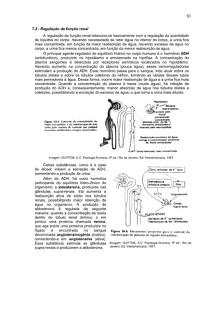 81
7.2 - Regulação da função renal
A regulação da função renal relaciona-se basicamente com a regulação da quantidade
de líquidos do corpo. Havendo necessidade de reter água no interior do corpo, a urina fica
mais concentrada, em função da maior reabsorção de água; havendo excesso de água no
corpo, a urina fica menos concentrada, em função da menor reabsorção de água.
O principal agente regulador do equilíbrio hídrico no corpo humano é o hormônio ADH
(antidiurético), produzido no hipotálamo e armazenado na hipófise. A concentração do
plasma sangüíneo é detectada por receptores osmóticos localizados no hipotálamo.
Havendo aumento na concentração do plasma (pouca água), esses osmorreguladores
estimulam a produção de ADH. Esse hormônio passa para o sangue, indo atuar sobre os
túbulos distais e sobre os túbulos coletores do néfron, tornando as células desses tubos
mais permeáveis à água. Dessa forma, ocorre maior reabsorção de água e a urina fica mais
concentrada. Quando a concentração do plasma é baixa (muita água), há inibição da
produção do ADH e, conseqüentemente, menor absorção de água nos túbulos distais e
coletores, possibilitando a excreção do excesso de água, o que torna a urina mais diluída.
Imagem: GUYTON, A.C. Fisiologia Humana. 5ª ed., Rio de Janeiro, Ed. Interamericana, 1981.
Certas substâncias, como é o caso
do álcool, inibem a secreção de ADH,
aumentando a produção de urina.
Além do ADH, há outro hormônio
participante do equilíbrio hidro-iônico do
organismo: a aldosterona, produzida nas
glândulas supra-renais. Ela aumenta a
reabsorção ativa de sódio nos túbulos
renais, possibilitando maior retenção de
água no organismo. A produção de
aldosterona é regulada da seguinte
maneira: quando a concentração de sódio
dentro do túbulo renal diminui, o rim
produz uma proteína chamada renina,
que age sobre uma proteína produzida no
fígado e encontrada no sangue
denominada angiotensinogênio (inativo),
convertendo-a em angiotensina (ativa).
Essa substância estimula as glândulas
supra-renais a produzirem a aldosterona.
Imagem: GUYTON, A.C. Fisiologia Humana. 5ª ed., Rio de
Janeiro, Ed. Interamericana, 1981.
 