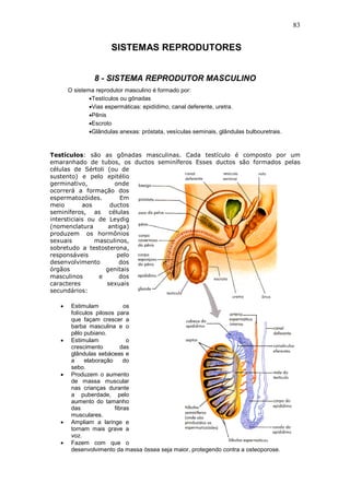 83
SISTEMAS REPRODUTORES
8 - SISTEMA REPRODUTOR MASCULINO
O sistema reprodutor masculino é formado por:
•Testículos ou gônadas
•Vias espermáticas: epidídimo, canal deferente, uretra.
•Pênis
•Escroto
•Glândulas anexas: próstata, vesículas seminais, glândulas bulbouretrais.
Testículos: são as gônadas masculinas. Cada testículo é composto por um
emaranhado de tubos, os ductos seminíferos Esses ductos são formados pelas
células de Sértoli (ou de
sustento) e pelo epitélio
germinativo, onde
ocorrerá a formação dos
espermatozóides. Em
meio aos ductos
seminíferos, as células
intersticiais ou de Leydig
(nomenclatura antiga)
produzem os hormônios
sexuais masculinos,
sobretudo a testosterona,
responsáveis pelo
desenvolvimento dos
órgãos genitais
masculinos e dos
caracteres sexuais
secundários:
• Estimulam os
folículos pilosos para
que façam crescer a
barba masculina e o
pêlo pubiano.
• Estimulam o
crescimento das
glândulas sebáceas e
a elaboração do
sebo.
• Produzem o aumento
de massa muscular
nas crianças durante
a puberdade, pelo
aumento do tamanho
das fibras
musculares.
• Ampliam a laringe e
tornam mais grave a
voz.
• Fazem com que o
desenvolvimento da massa óssea seja maior, protegendo contra a osteoporose.
 