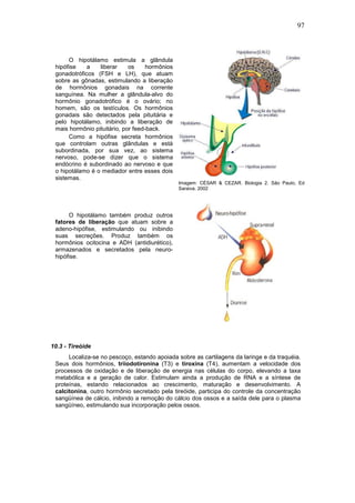 97
O hipotálamo estimula a glândula
hipófise a liberar os hormônios
gonadotróficos (FSH e LH), que atuam
sobre as gônadas, estimulando a liberação
de hormônios gonadais na corrente
sanguínea. Na mulher a glândula-alvo do
hormônio gonadotrófico é o ovário; no
homem, são os testículos. Os hormônios
gonadais são detectados pela pituitária e
pelo hipotálamo, inibindo a liberação de
mais hormônio pituitário, por feed-back.
Como a hipófise secreta hormônios
que controlam outras glândulas e está
subordinada, por sua vez, ao sistema
nervoso, pode-se dizer que o sistema
endócrino é subordinado ao nervoso e que
o hipotálamo é o mediador entre esses dois
sistemas.
Imagem: CÉSAR & CEZAR. Biologia 2. São Paulo, Ed
Saraiva, 2002
O hipotálamo também produz outros
fatores de liberação que atuam sobre a
adeno-hipófise, estimulando ou inibindo
suas secreções. Produz também os
hormônios ocitocina e ADH (antidiurético),
armazenados e secretados pela neuro-
hipófise.
10.3 - Tireóide
Localiza-se no pescoço, estando apoiada sobre as cartilagens da laringe e da traquéia.
Seus dois hormônios, triiodotironina (T3) e tiroxina (T4), aumentam a velocidade dos
processos de oxidação e de liberação de energia nas células do corpo, elevando a taxa
metabólica e a geração de calor. Estimulam ainda a produção de RNA e a síntese de
proteínas, estando relacionados ao crescimento, maturação e desenvolvimento. A
calcitonina, outro hormônio secretado pela tireóide, participa do controle da concentração
sangüínea de cálcio, inibindo a remoção do cálcio dos ossos e a saída dele para o plasma
sangüíneo, estimulando sua incorporação pelos ossos.
 