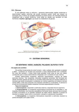 99
10.6 - Pâncreas
É uma glândula mista ou anfícrina – apresenta determinadas regiões endócrinas e
determinadas regiões exócrinas (da porção secretora partem dutos que lançam as
secreções para o interior da cavidade intestinal) ao mesmo tempo. As chamadas ilhotas de
Langerhans são a porção endócrina, onde estão as células que secretam os dois
hormônios: insulina e glucagon, que atuam no metabolismo da glicose.
11 – SISTEMA SENSORIAL
OS SENTIDOS: VISÃO, AUDIÇÃO, PALADAR, OLFATO E TATO
Os órgãos dos sentidos
Os sentidos fundamentais do corpo humano - visão, audição, tato, gustação ou paladar
e olfato - constituem as funções que propiciam o nosso relacionamento com o ambiente.
Por meio dos sentidos, o nosso corpo pode perceber muita coisa do que nos rodeia;
contribuindo para a nossa sobrevivência e integração com o ambiente em que vivemos.
Existem determinados receptores, altamente especializados, capazes de captar
estímulos diversos. Tais receptores, chamados receptores sensoriais, são formados por
células nervosas capazes de traduzir ou converter esses estímulos em impulsos elétricos ou
nervosos que serão processados e analisados em centros específicos do sistema nervoso
central (SNC), onde será produzida uma resposta (voluntária ou involuntária). A estrutura e
o modo de funcionamento destes receptores nervosos especializados é diversa.
Tipos de receptores:
1) Exteroceptores: respondem a estímulos externos, originados fora do organismo.
2) Proprioceptores: os receptores proprioceptivos encontram-se no esqueleto e nas
inserções tendinosas, nos músculos esqueléticos (formando feixes nervosos que envolvem
as fibras musculares) ou no aparelho vestibular da orelha interna. Detectam a posição do
indivíduo no espaço, assim como o movimento, a tensaõ e o estiramento musculares.
3) Interoceptores: os receptores interoceptivos respondem a estímulos viscerais ou
outras sensações como sede e fome.
 