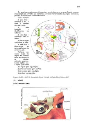 100
Em geral, os receptores sensitivos podem ser simples, como uma ramificação nervosa;
mais complexos, formados por elementos nervosos interconectados ou órgãos complexos,
providos de sofisticados sistemas funcionais.
Dessa maneira:
è pelo tato -
sentimos o frio, o
calor, a pressão
atmosférica, etc;
è pela
gustação -
identificamos os
sabores;
è pelo olfato -
sentimos o odor ou
cheiro;
è pela audição
- captamos os sons;
è pela visão -
observamos as
cores, as formas, os
contornos, etc.
Portanto, em
nosso corpo os
órgãos dos sentidos
estão encarregados
de receber
estímulos externos.
Esses órgãos são:
è a pele - para o tato;
è a língua - para a gustação;
è as fossas nasais - para o olfato;
è os ouvidos - para a audição;
è os olhos - para a visão.
Imagem: AMABIS & MARTHO. Conceitos de Biologia Volume 2. São Paulo, Editora Moderna, 2001.
11.1 - VISÃO
ANATOMIA DO OLHO
 