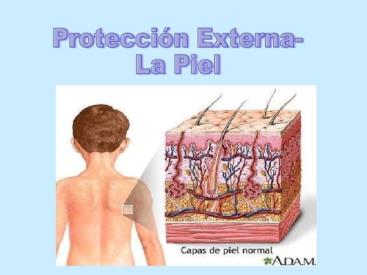 Anatomia fisiologia 1